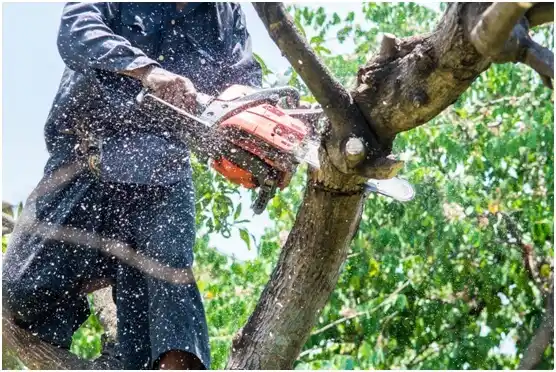 tree services Alma Center